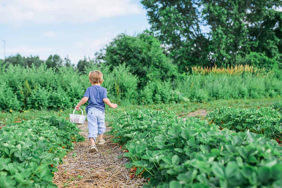 vegatable garden tips