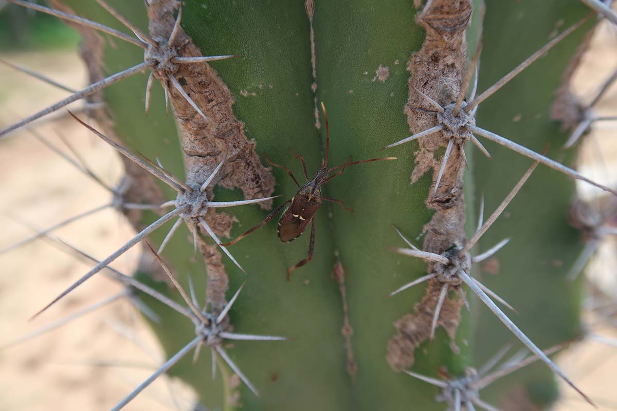 tatacoa desert insects