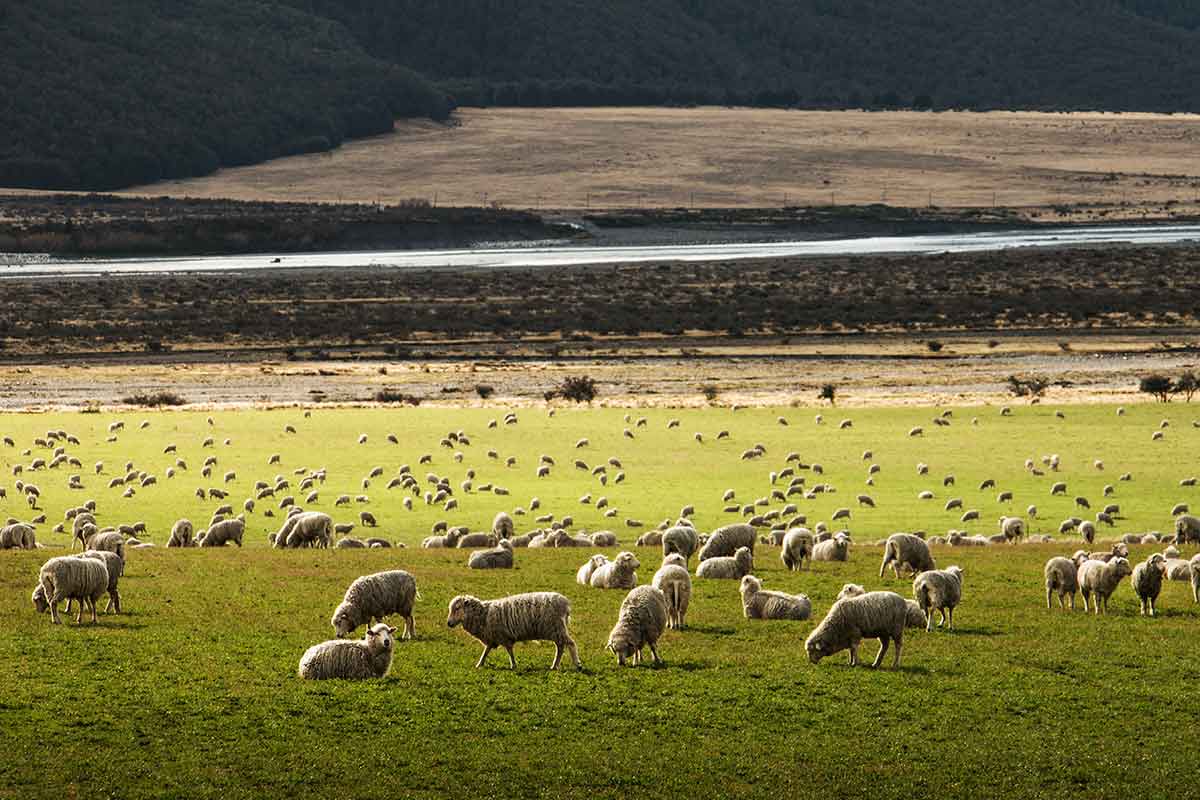 new zealand sheep