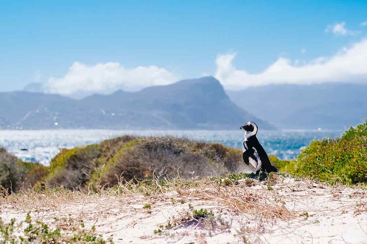 when to visit cape town