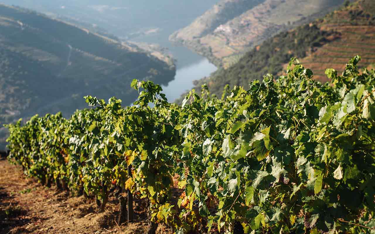 Vineyards in Duoro Valley, a UNESCO World Heritage Site