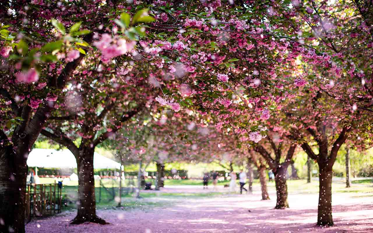 The Cherry Blossoms in Brooklyn Botanical Garden are a must-see during spring season in New York