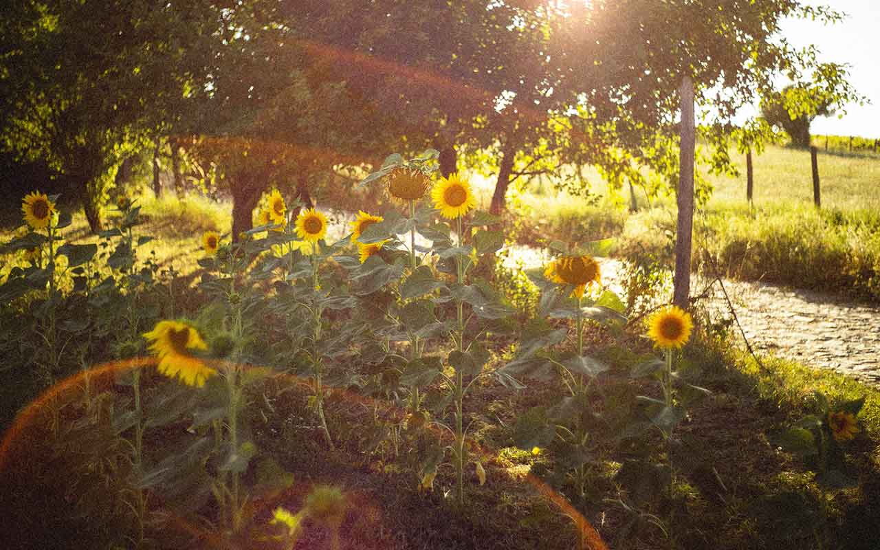 Sunflowers blooming at Eger, Hungary