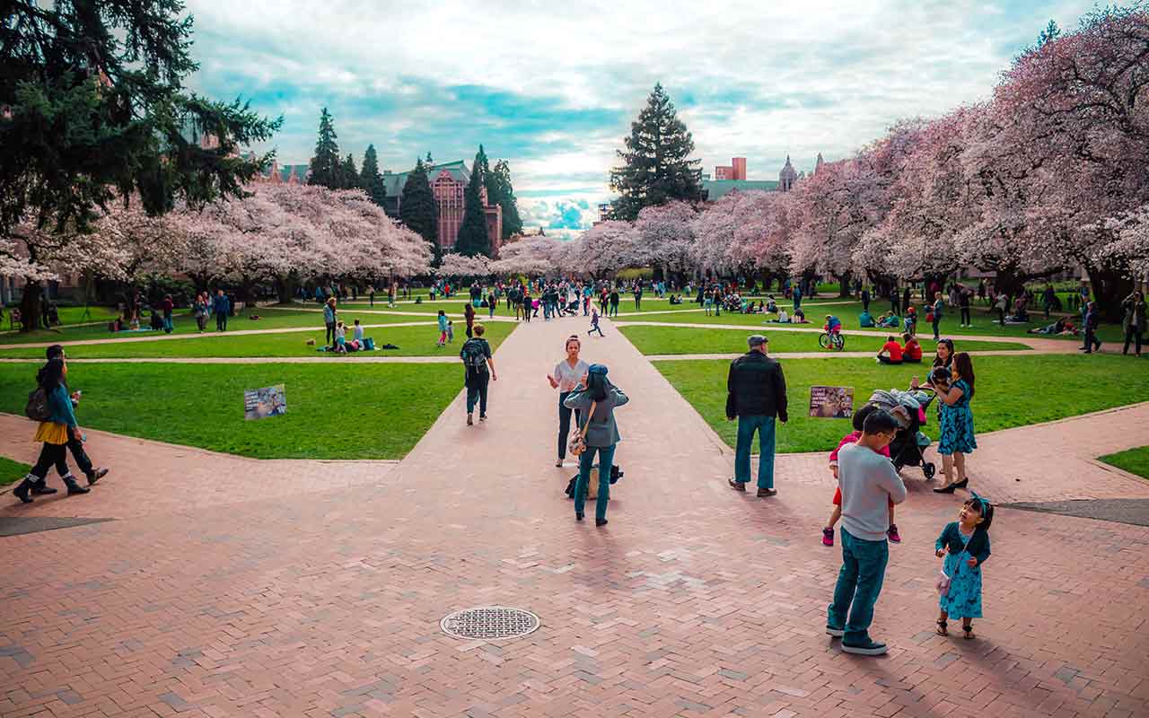 Cherry Blossoms blooming in University of Washington during spring