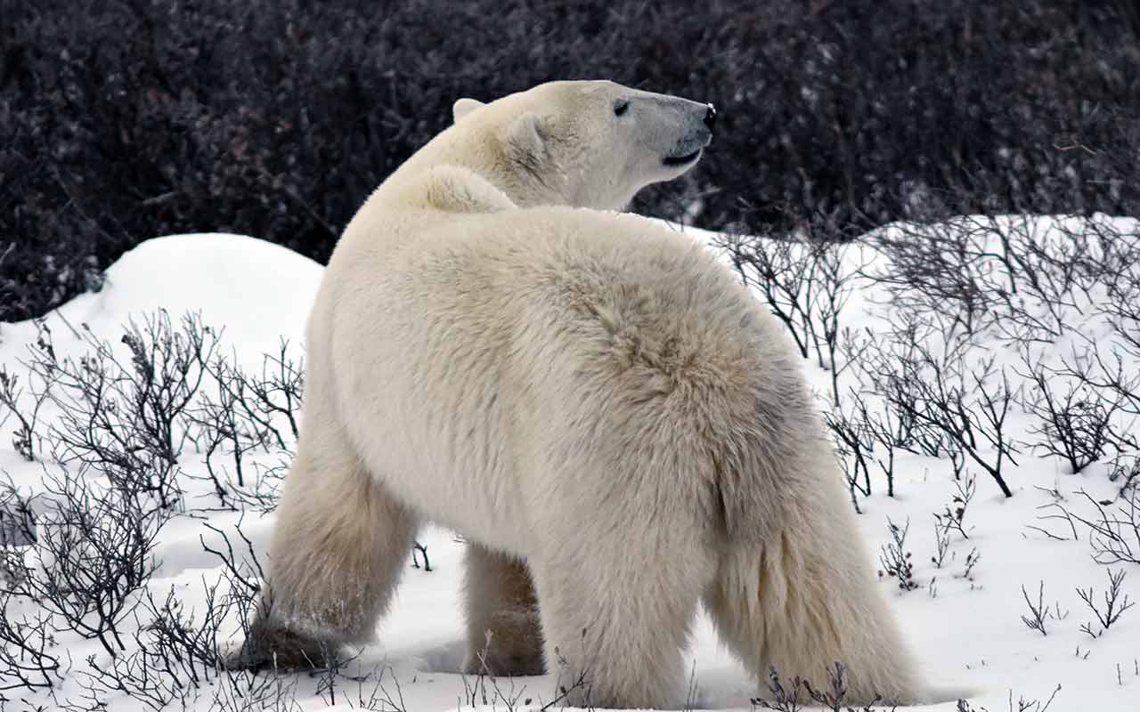 A dazzling polar bear in Churchill, Manitoba, Canada