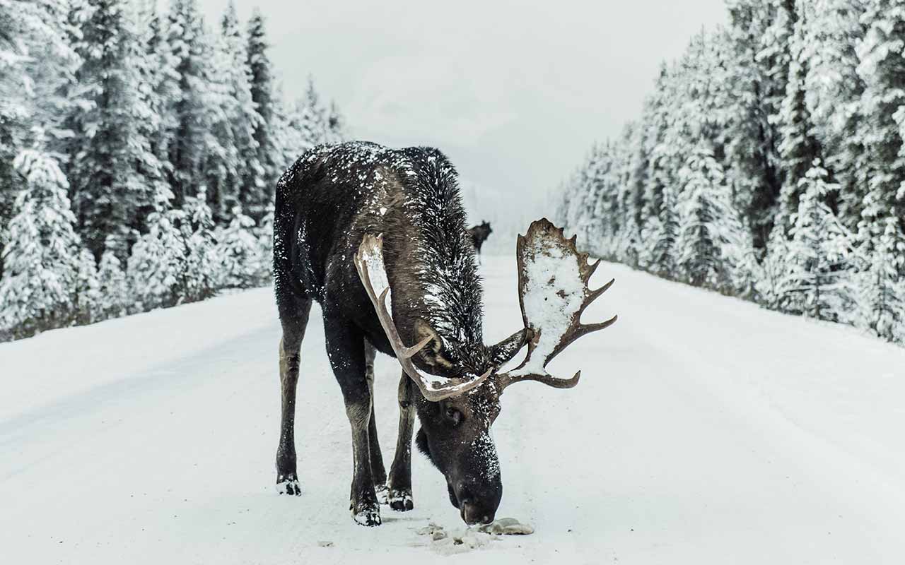A moose in a road filled with snow in Jasper, Canada