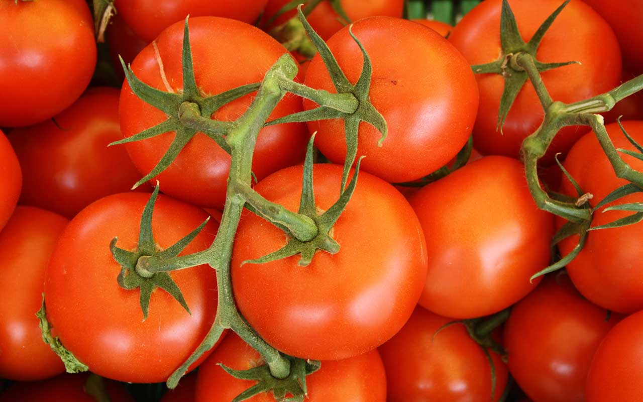 Fresh tomatoesfrom Ibiza - some of these are used in La Tomatina!