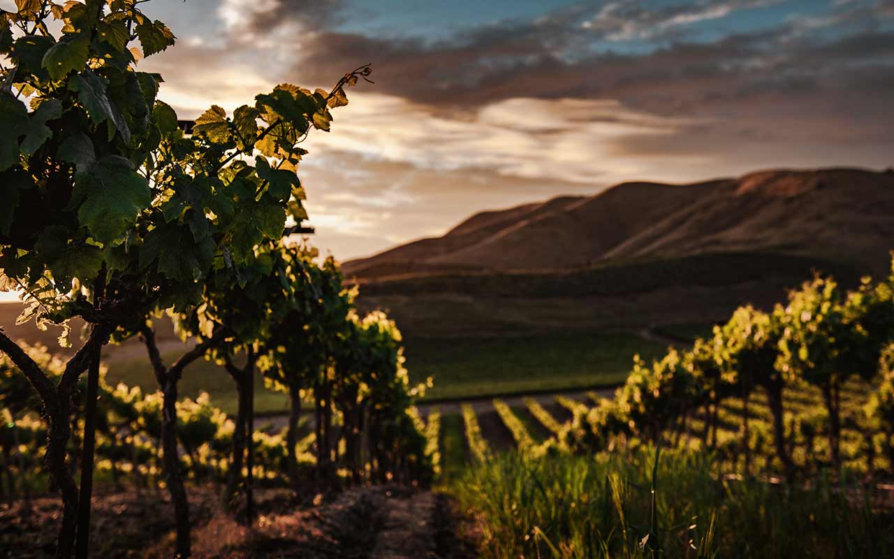 Cambria Winery in Santa Maria, California