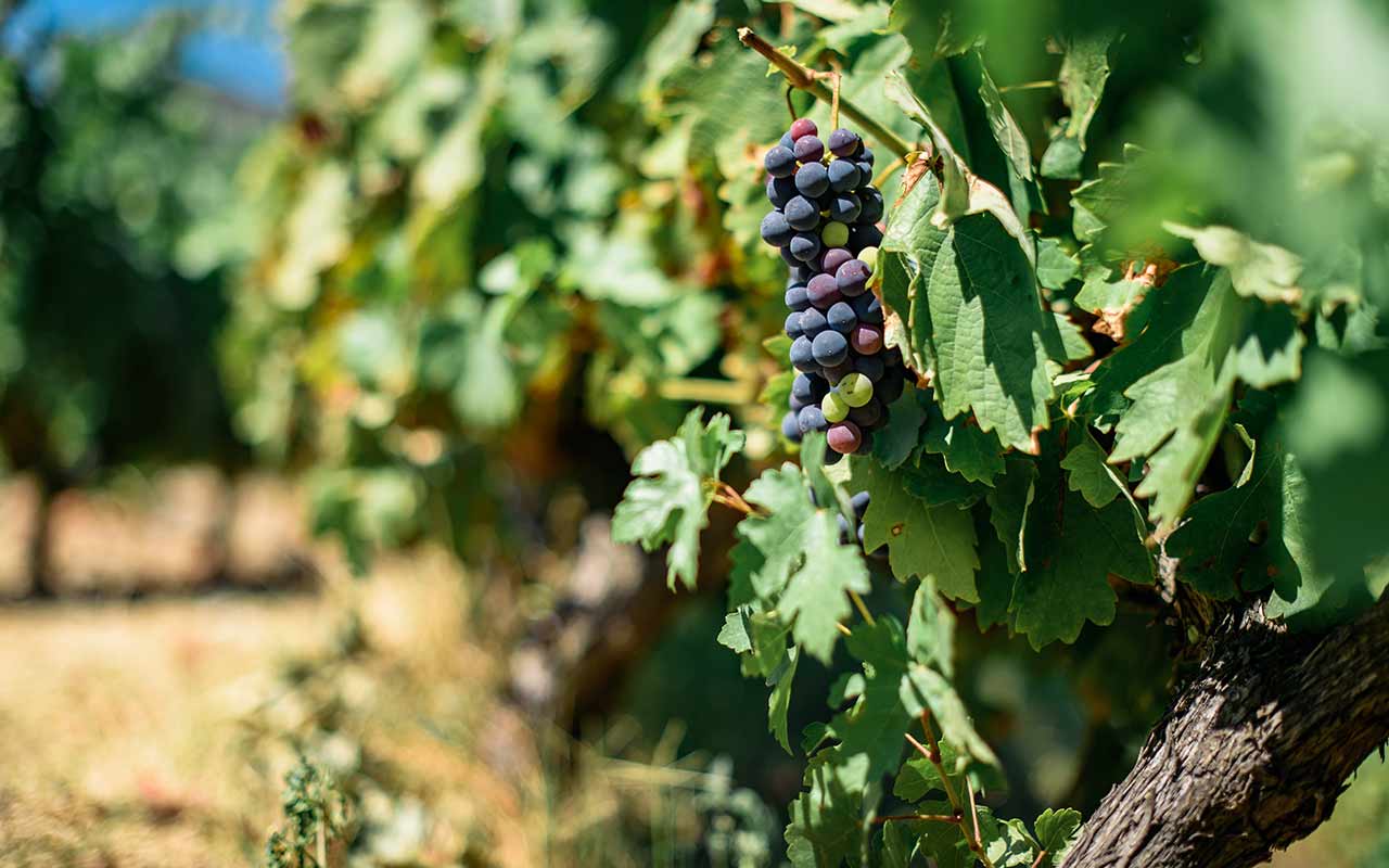 Grapes in a vineyard at Duoro Valley - the region where Porto wine is produced