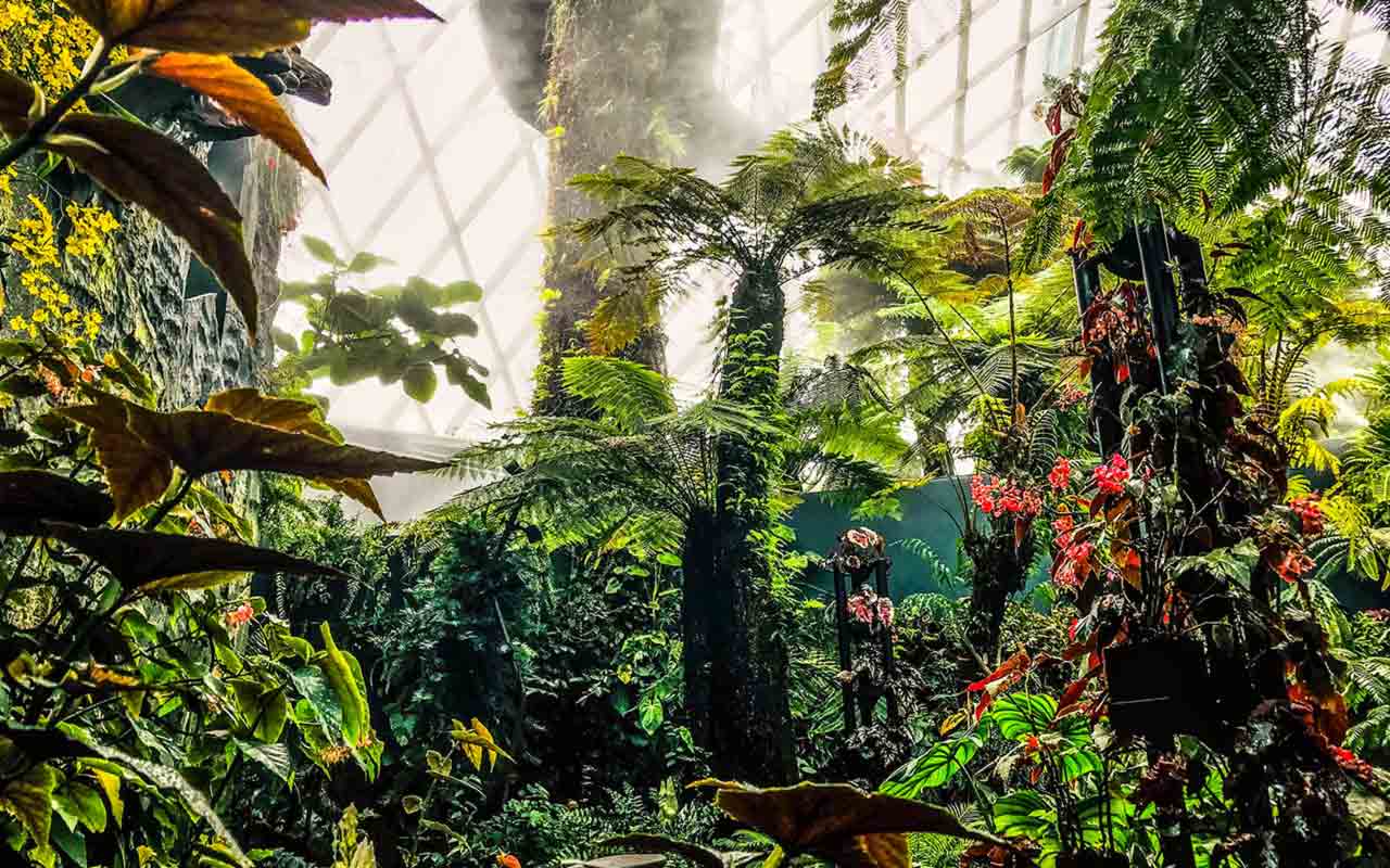 Flora and fauna in Cloud Forest