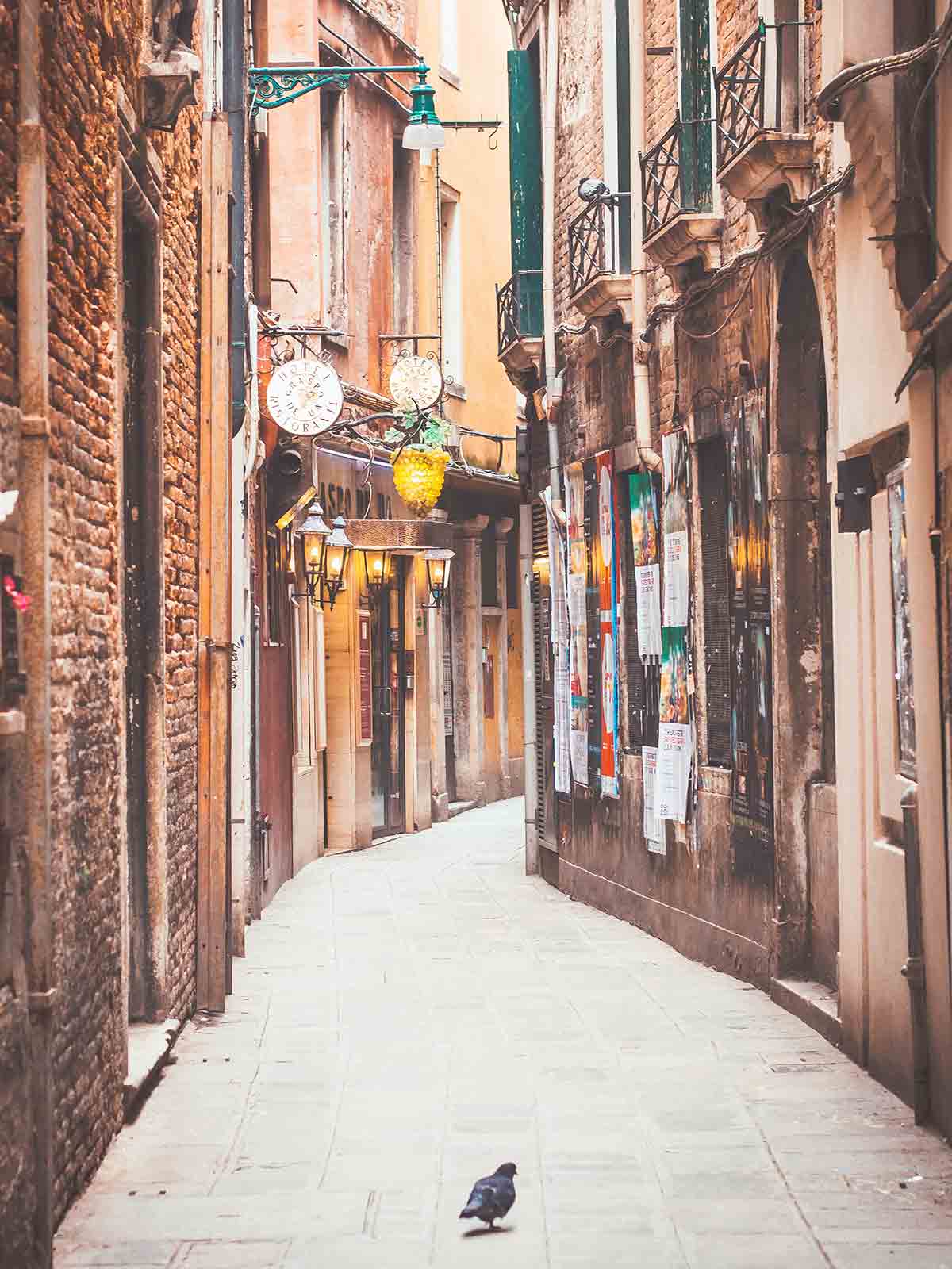 A pigeon lands on na narrow street in Venice, Italy