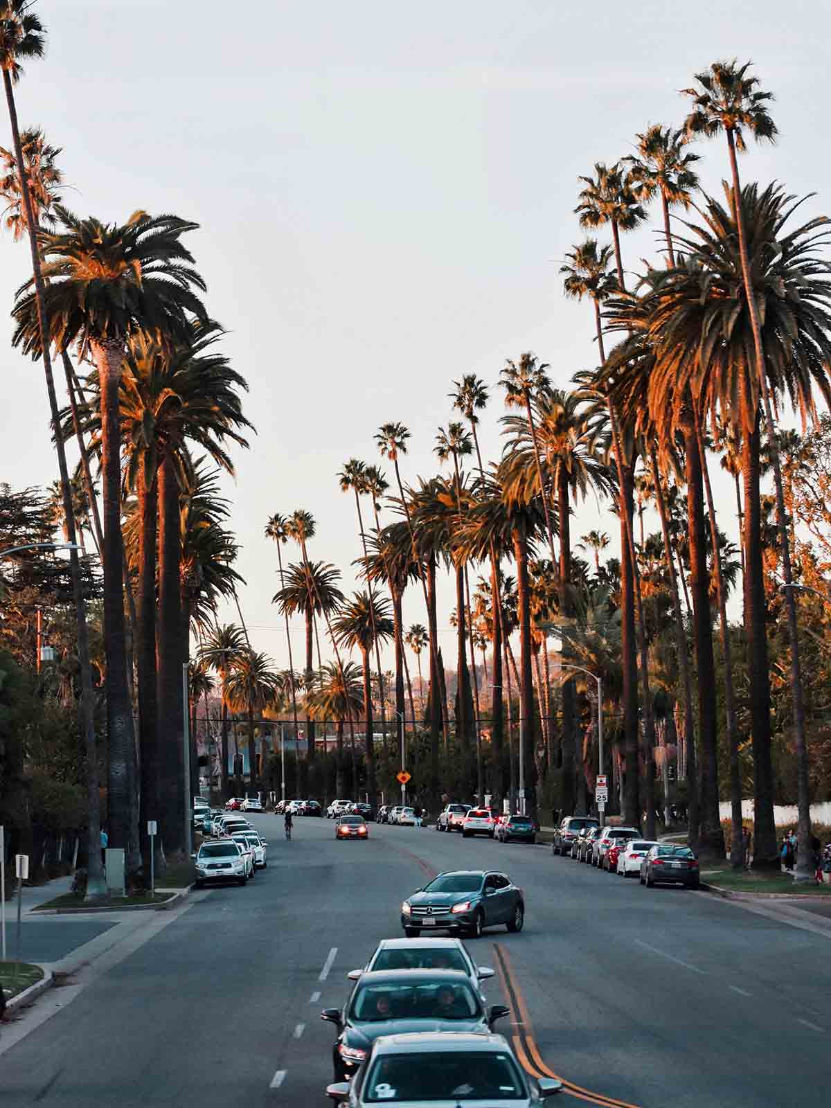 The iconic palm trees in a neighborhood in Beverly Hills, Los Angeles
