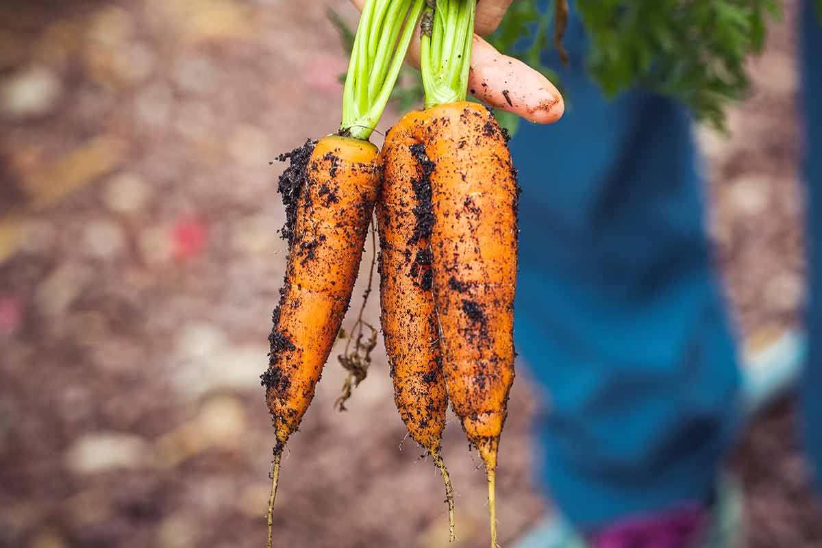 carrots urban garden