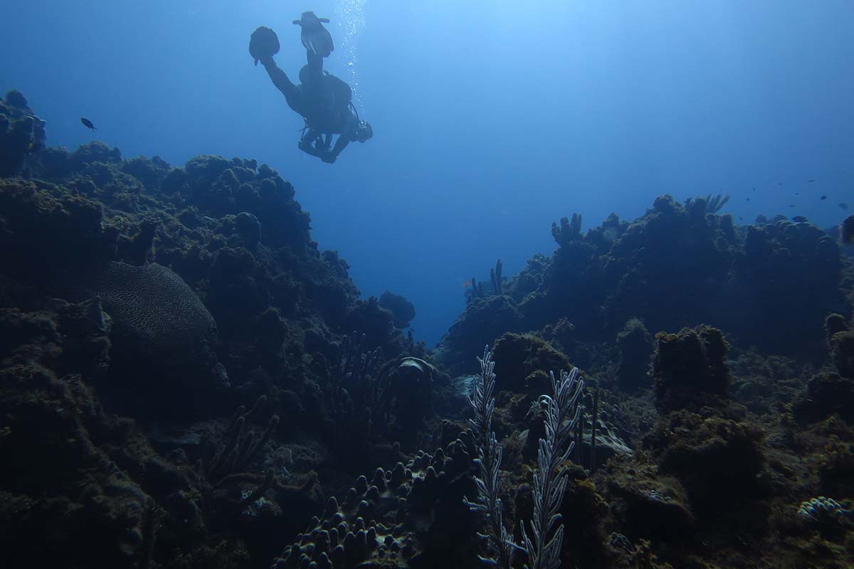 diving drapers portland jamaica