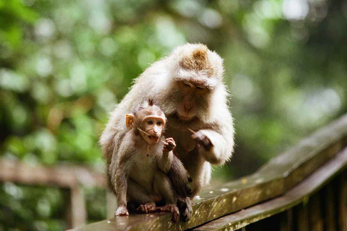 monkeys in bali indonesia